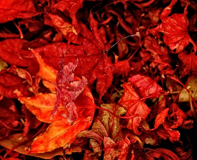 红色和橙色叶子特写摄影
